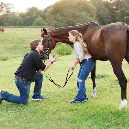 Proposal with a horse